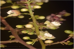 Lepisanthes senegalensis